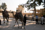 Καμήλες έξω από τον αρχαιολογικό χώρο των Πυραμίδων στο Καϊρο